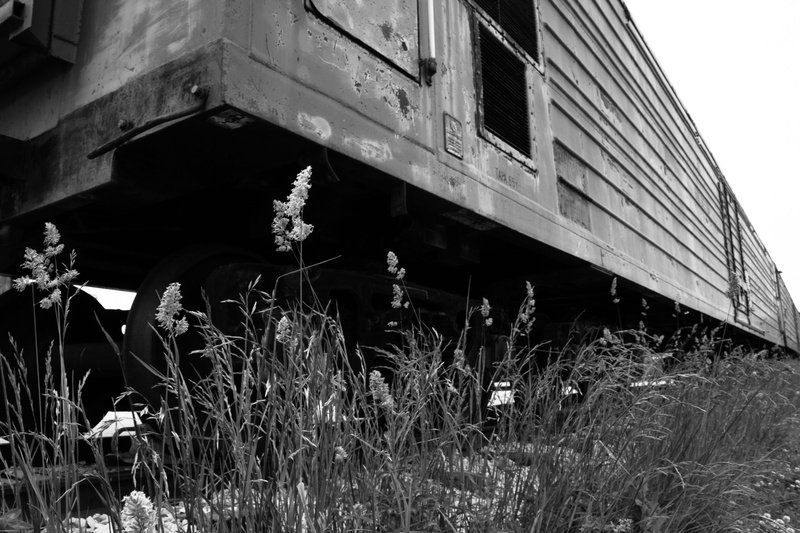old, day, low angle view, growth, building, damaged, architecture, run-down, built structure, abandoned, 5K, plant, outdoors, nature, obsolete, grass