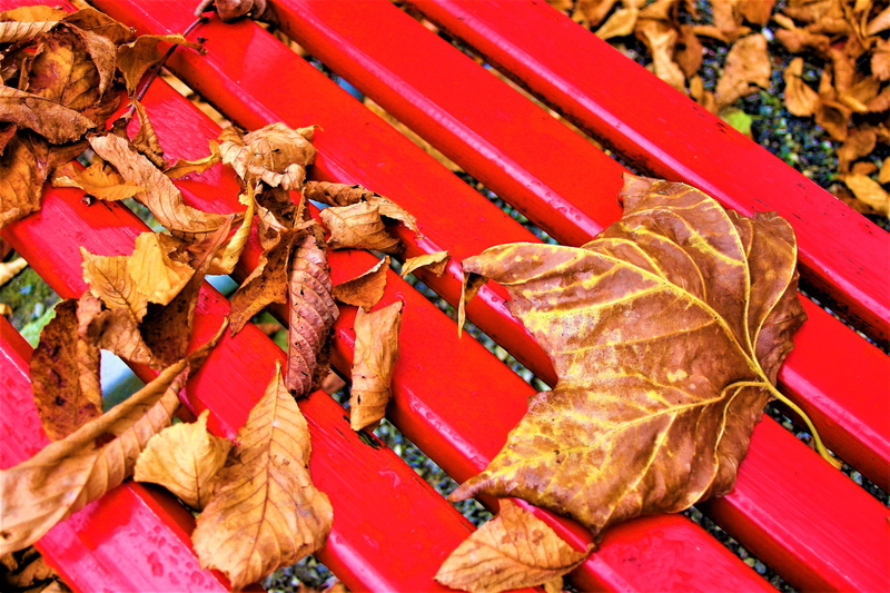 park, rain, meat, high angle view, bench, burning, freshness, large group of objects, outdoors, leaves, october, abundance, autumn, autumn foliage, foliage