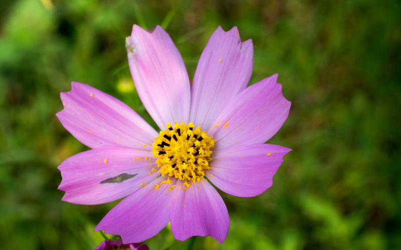 nature, cosmos flower, purple, flower, inflorescence, fragility, pollination, no people, focus on foreground, outdoors, pollen, freshness, 2K