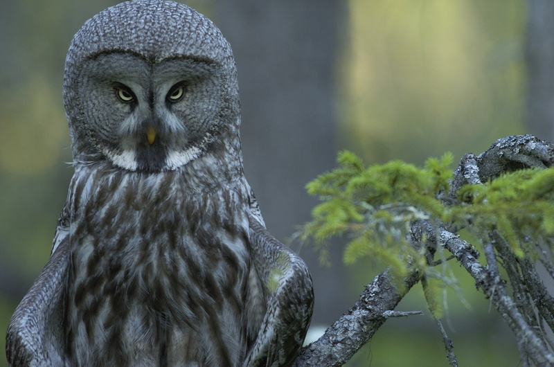 look askance, branch, 1080P, forest, Great grey owl (Strix nebulosa)