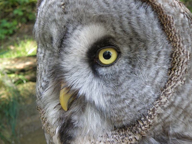 owl, predators, portrait, whisker, 2K, animal wildlife, tawny owl, looking at camera, focus on foreground, animal, one animal, animal themes, close-up