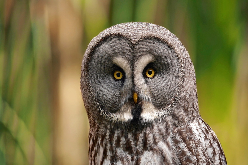 Great Grey Owl, predator, bird, owl, 1080P, Strix nebulosa, look, portrait