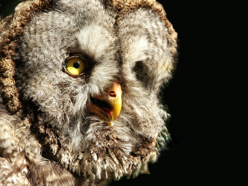 beak, animals in the wild, looking at camera, animal body part, no people, animal, black background, animal themes, close-up, one animal, animal head, vertebrate