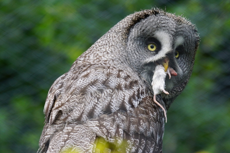 beak, white, animal eye, bird of prey, mouse hunter, close, focus, bart owl, vertebrate, looking, photography, no people, straw nebulosa lapponica, focus on foreground