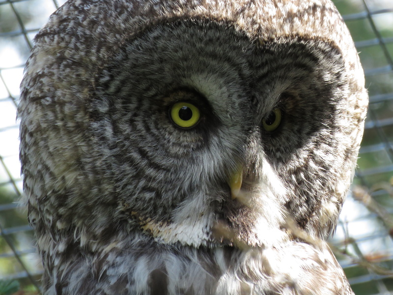 animal Eye, animal themes, carnivore, bird of Prey, yellow eyes, animal head, portrait, day, nature, focus on foreground, vertebrate, wildlife, looking at camera