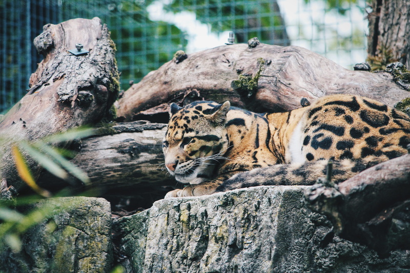 cheetah, mammal, ocelot, animal themes, brown, big cat, leopard, zoo, feline, wildlife, group of animals, tiger, netherlands, rock, day, jaguar, rhenen