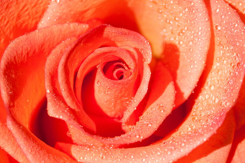fill, purity, blossom, water, flowering plant, full frame, rose - Flower, macro, composites, bloom, raindrop, fragrant, rain, flower, fragility, flower Head