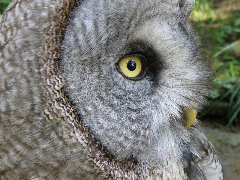 vertebrate, portrait, animal body part, one animal, animal wildlife, no people, animals in the wild, strix nebulosa, body part, bird of prey, predators