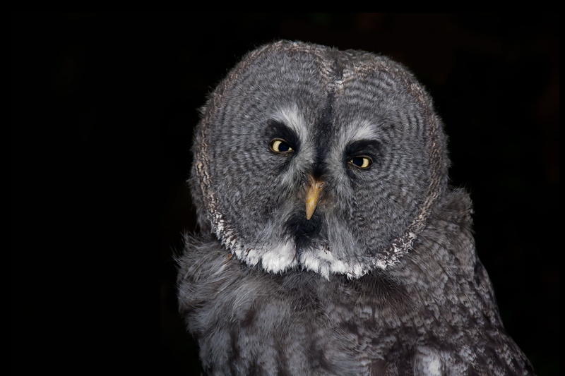 animal head, one animal, closeup, animal, night, beak, black background, owl, black Color, eagle owl, no people, photo, studio shot, tawny owl, owl sleeping owl