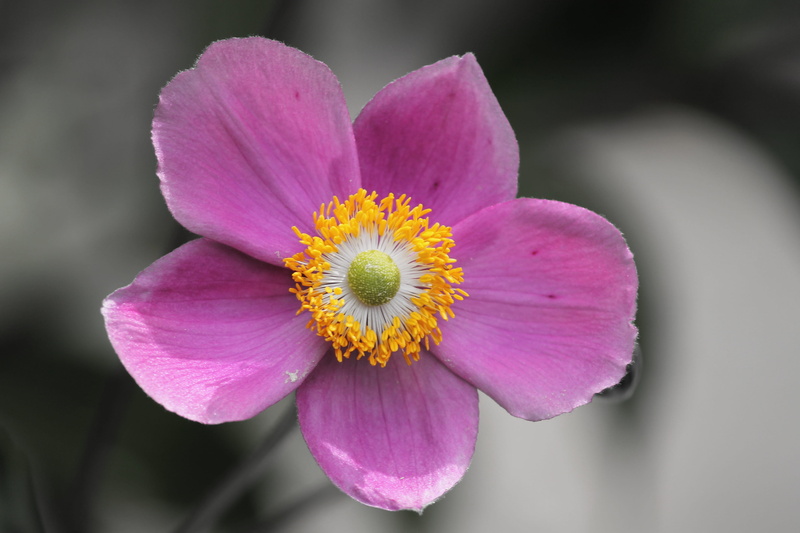 pink, flower, stamens, outdoors, no people, inflorescence, flower garden, flowering plant, garden plant, park plant, blossom, flower head, autumn garden