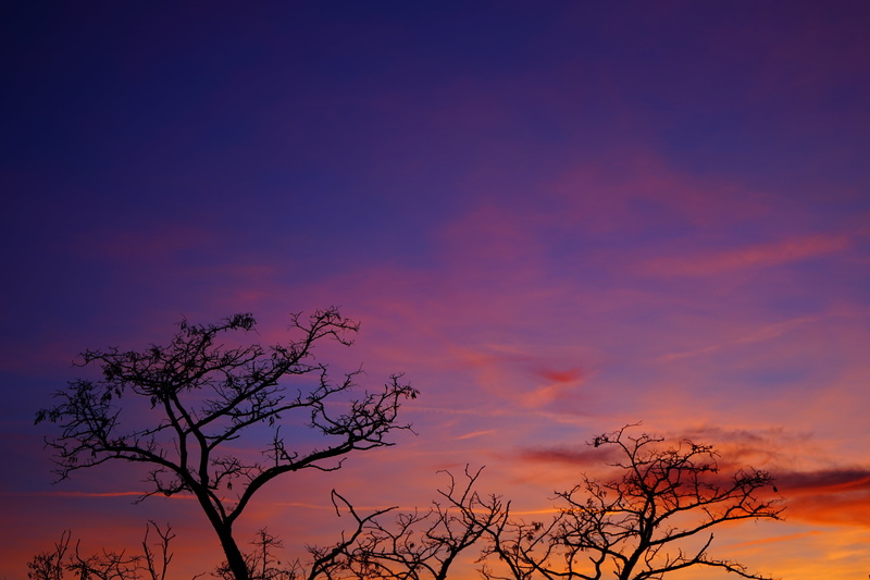 environment, beauty in nature, romantic sky, sky, tree, dramatic sky, aesthetic, pastellfarben, outdoors, landscape, scenics - nature, silhouette, plant