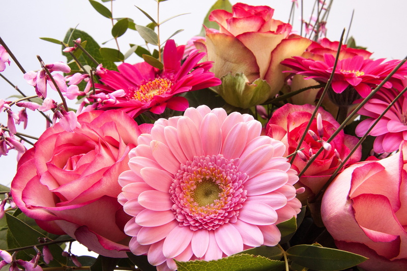 genista, pink color, freshness, fill, gerbera, flowering plant, lush, pink, beauty in nature, petal, springtime, growth, 4K, nature, fragility, decorative