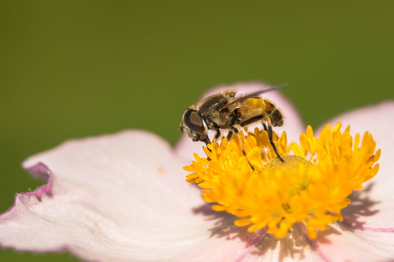 hahnenfußgewächs, nature, plant, ornamental plant, petal, stamens, fragility, flower head, beauty in nature, animal wildlife, pollination, ranunculaceae