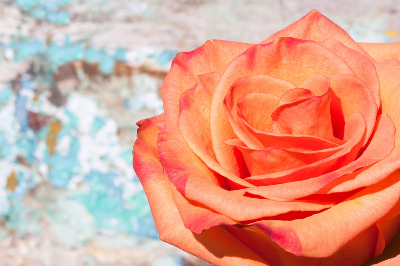 rose - Flower, flower, fund, garden, no people, inflorescence, outdoors, composites, romance, bloom, focus on foreground, turquoise, orange, backgrounds