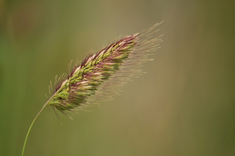 coniferous tree, plant, ear, flower, grasses, pine tree, macro photography, blade of grass, meadow, halm, light pink, fragility, pastellfarben, pink, close-up