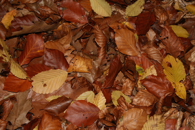 full frame, backgrounds, golden yellow, trees, color, directly above, pastellfarben, colored, leaf, nature, outdoors, dry, time of year, no people, brown
