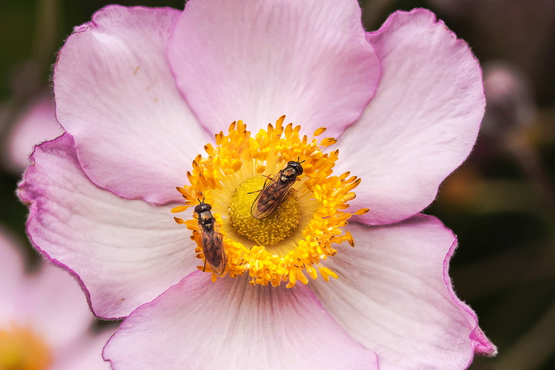 flowering plant, no people, park plant, close-up, flora, animal, pollen, growth, bloom, flowering stems, outdoors, ornamental plant, purple, flower, stamp