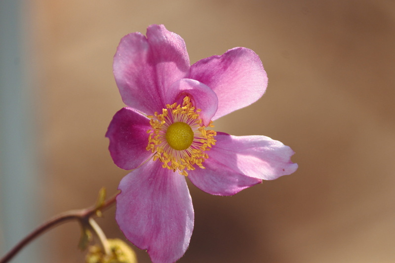 4K, blossom, pink, freshness, vulnerability, hahnenfußgewächs, bloom, flower, park plant, stamens, pollen, garden plant, stamp, ranunculaceae, plant, orchid