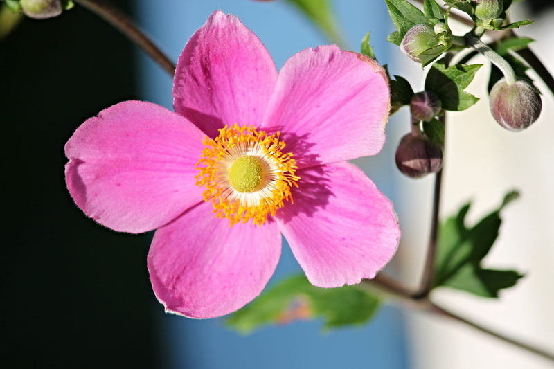 flora, fall anemone, flower arrangement, flower head, ranunculaceae, no people, plant, stamp, day, pink color, growth, pink, stamens, beauty in nature