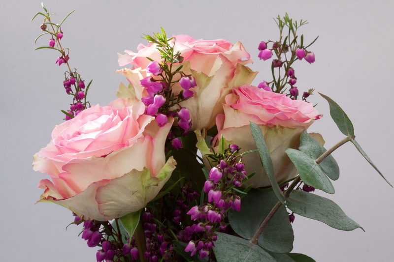 petal, close-up, fragility, studio shot, 4K, nature, roses, inflorescence, fill, lush, growth, flower head, arrangement, decorative, rose, pastellfarben