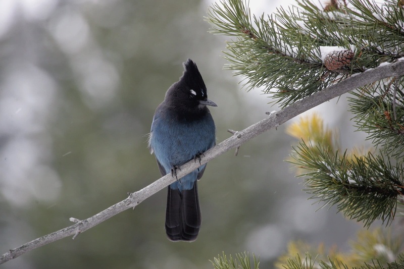 focus on foreground, day, nature, plant, close-up, feather, sitting, animal themes, wild, tree, no people, winter, perching, animals in the wild, one animal