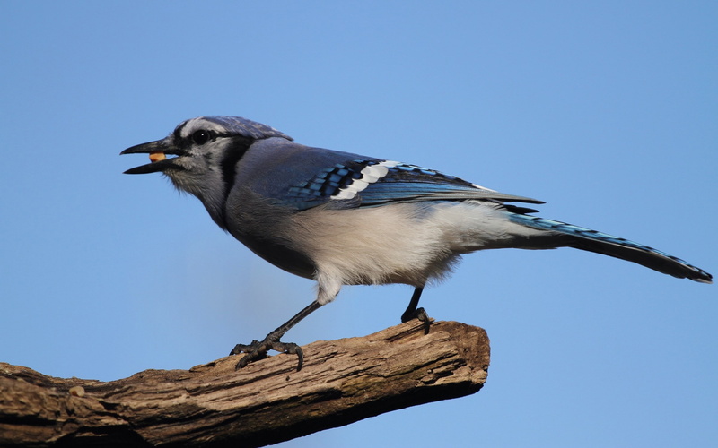 one animal, animal wildlife, tree, animal, perching, bird, nature, vertebrate, blue jays, blue, birds, animal themes, focus on foreground, outdoors, 2K