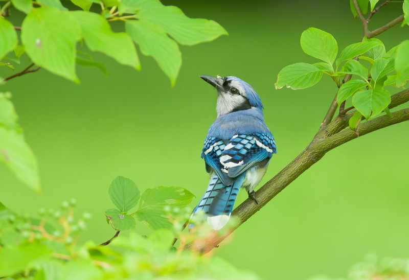 4k, 4K, blue jay, bird