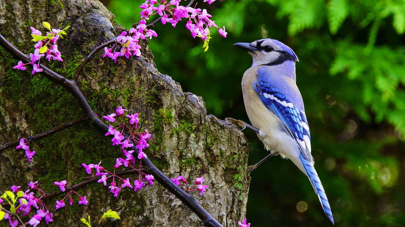 jay, corvine bird, 1080P, animals, bird