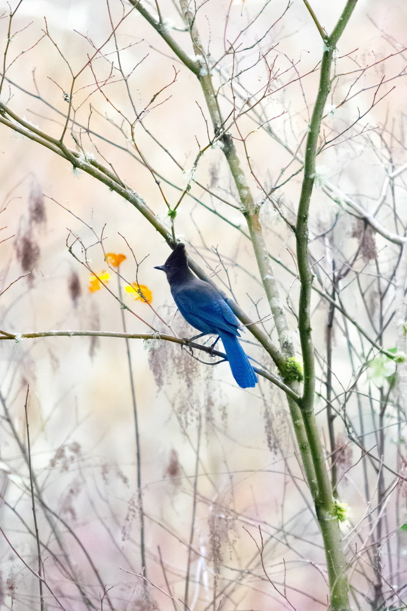 stellars, one animal, focus on foreground, animal themes, idyllic, perching, stellar, vertebrate, sound, branch, blue, jay, cold, animal wildlife, tacoma