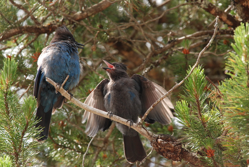 black, vertebrate, focus on foreground, plant, animal, 4K, animals in the wild, outdoors, blue, animal wildlife, animal themes, perch, feed, tree, parents