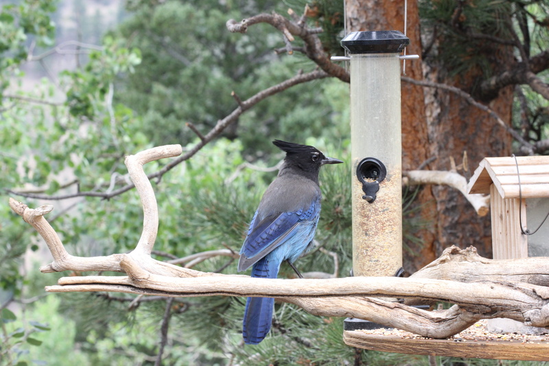 animal wildlife, animal themes, forest, trees, cute bird, plant, one animal, beauty in nature, cute, outdoors, colorado, wood, day, 5K, perching, stellar jay