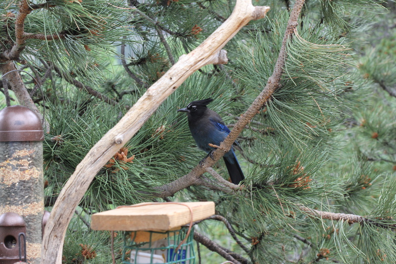 tree, bird, one animal, woods, nature, pine tree, branch, colorado, growth, animal, forest, wood, stellar jay, perching, low angle view, beauty in nature