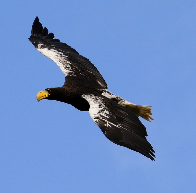 low angle view, predator, bird of prey, wildlife, avian, wings, no people, animal, animal wildlife, stellar sea eagle, hunter, outdoors, nature, raptor