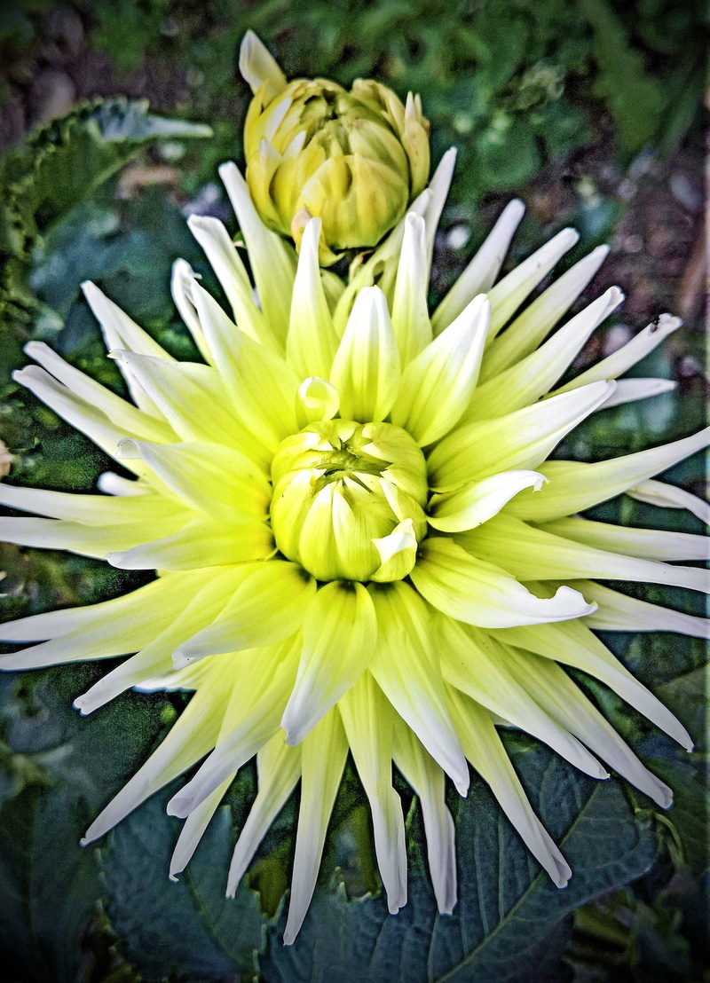 vulnerability, flowering plant, focus on foreground, garden, close up, bud, composites, day, petal, pollen, gazania, plant, dahlia, 2K, freshness, beauty in nature