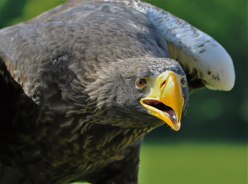 avian, outdoors, vertebrate, animal head, powerful, animal body part, falcon - bird, eagle, mouth open, animal, animal mouth, focus on foreground, day