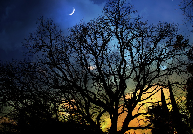 tranquility, tree, sunlight, sunset, tranquil scene, cloud - sky, light - Natural Phenomenon, night, landscape, forest, month, dusk, scenics
