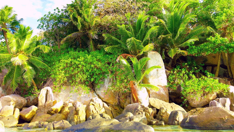 lake, travel, no people, tranquil scene, land, spring, tranquil, outdoors, flower, environment, grass, waterfall, non-urban scene, park, palm tree, 1080P