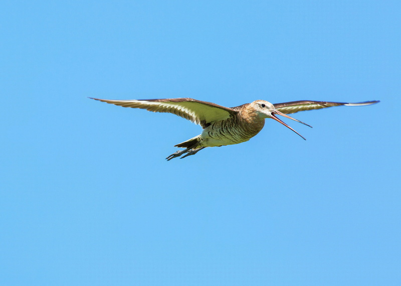 4K, one animal, blue, copy space, nature, mid-air, motion, bird, Flight, outdoors, animals in the wild, wetlands, Plains, the, Dollars, mongolia, flight