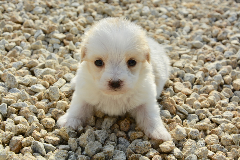 one animal, short, animal themes, age one month, solid, small, front view, puppy, coated, pebble, day, cute, 5K, rock, pet, cotton tulear, pets, young animal