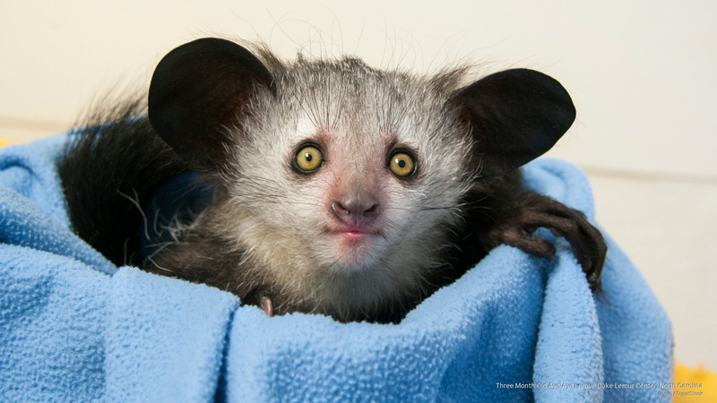 three, lemur, center, 2K, aye, duke, month, north, Animals, carolina, old