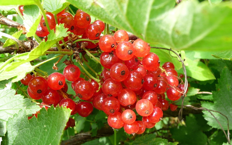 bunch, crop, currants, sweet Food, fruit, wellbeing, gardening, 2K, backgrounds, round, farm, no people, food and drink, leaf, autumn, healthy Eating