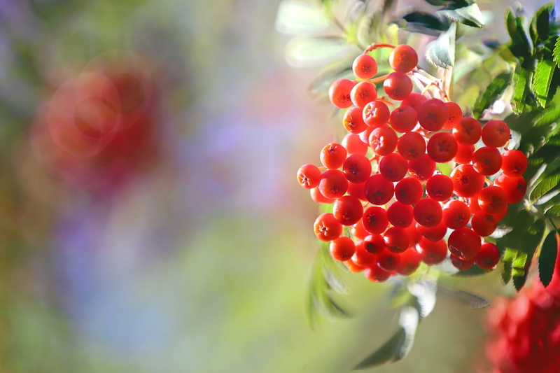 1080P, ripe, focus on foreground, macro, food, freshness, selective focus, outdoors, healthy eating, berry fruit, growth, rowanberry, red currant, nature