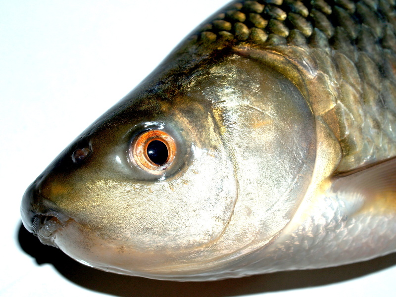carpio, River, one animal, vertebrate, wildlife, Meal, fresh, studio, healthy eating, cypriniformes, rudd, food, white, feeler, 2K, still life, Carp, chordata