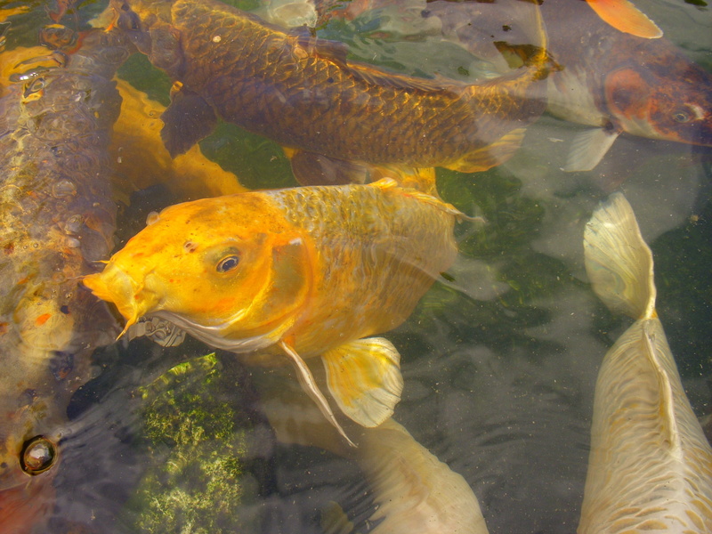 school of fish, vertebrate, yellow, close-up, large group of animals, undersea, animal, animal wildlife, koi, group of animals, sea life, 2K, fish, swimming