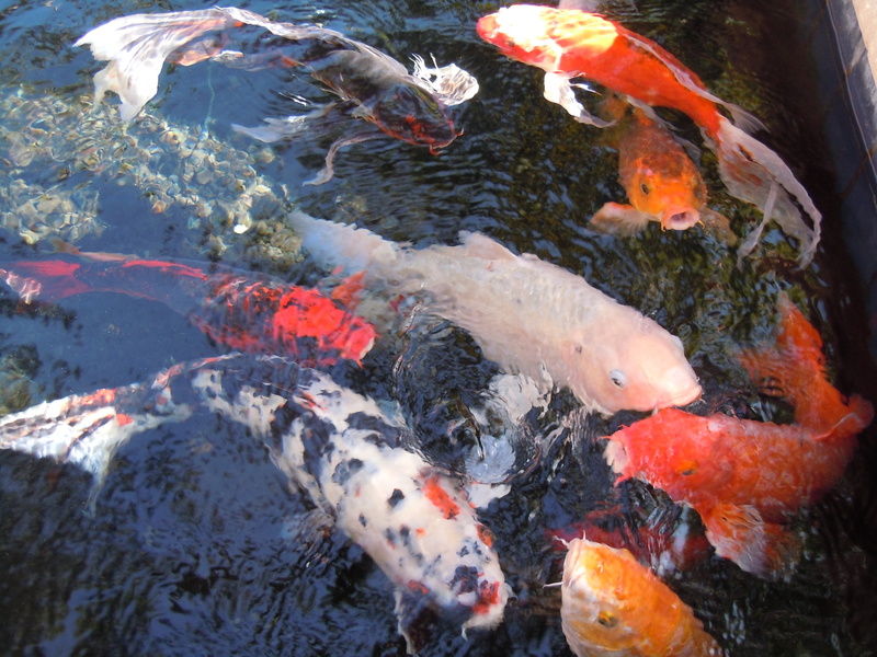 outdoors, marine, animal, animal themes, nature, nishikigoi, 4K, assorted, cyprinus carpio, fishes, underwater, koi, large group of animals, school of fish