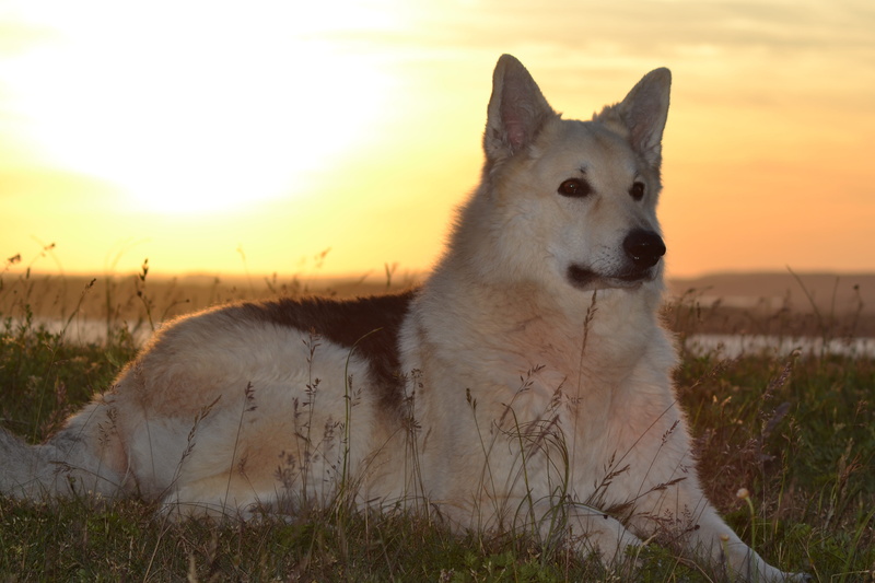 close, 4K, outdoors, vertebrate, Sled Dog, sled dog hybrid, Sled, grass, mammal, sunset, looking, purebred Dog, wolf, land, Dog, canine, no people, pets
