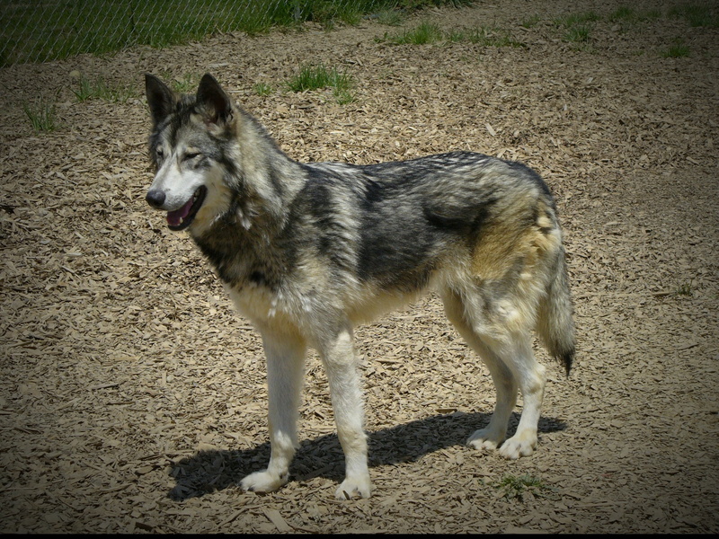 wolf hybrid, animal themes, one animal, domestic animals, full length, hybrid, day, no people, nature, 2K, sunlight, land, field, outdoors, animal, pets