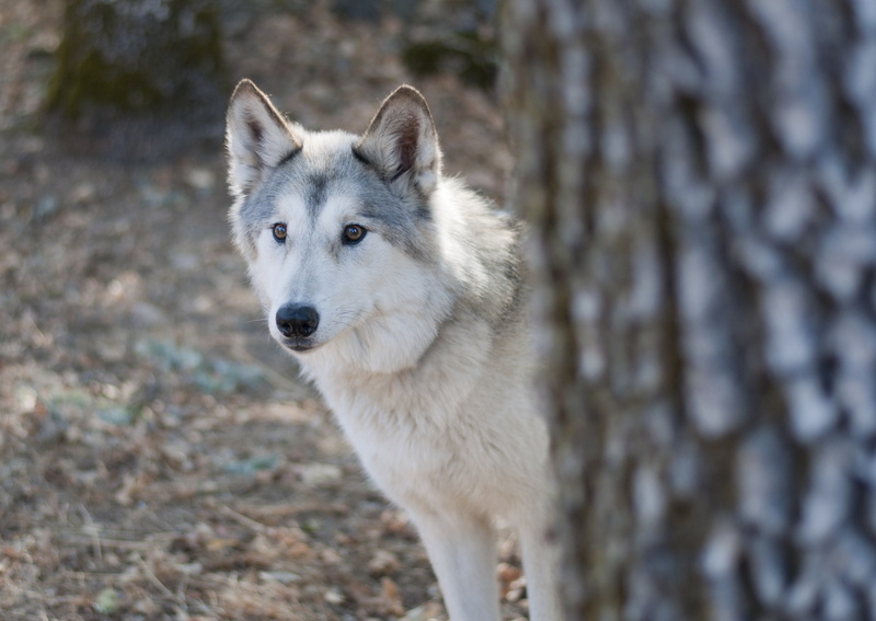 hybrid, white, look, wolf, dog, 2K