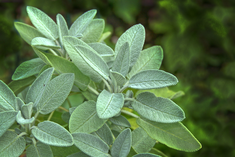vulnerability, green color, medicinal herb, fragility, sage, herb, garden, food and drink, food, green, leaf, aroma, close-up, beauty in nature, 5K, focus on foreground