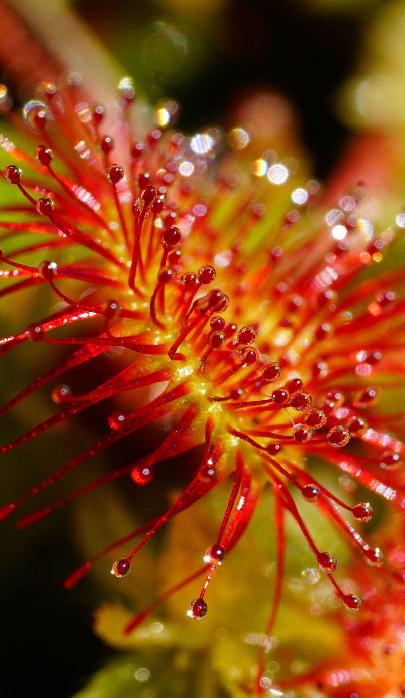 flower, growth, drosera rotundifolia, spölkrut, water, sundew grow, emergences, dew, day, 2K, heaven spoon herb, sky jam, the lord god spoon, no people